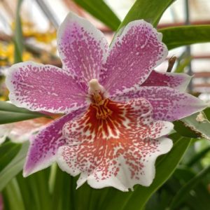 odontonia papa geno lavender lady