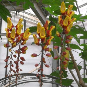 Thunbergia mysorensis
