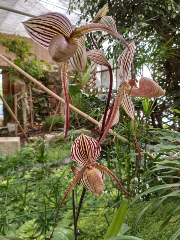 Paphiopedilum Saint Swithin