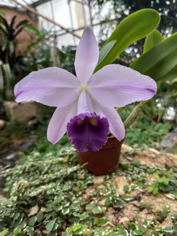 Lc. Gaskell-Pumilia 'Azure Star'