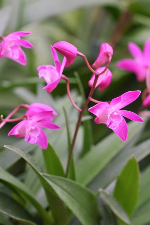 dendrobium kingianum