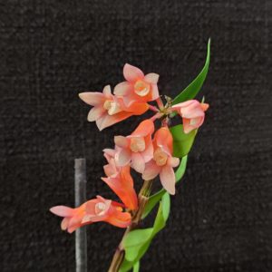 Dendrobium lawesii