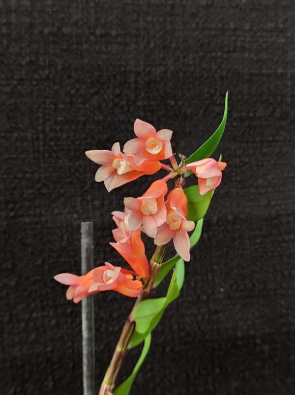 Dendrobium lawesii