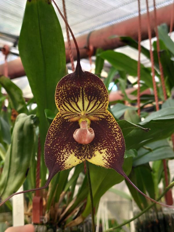 Dracula Nightshade