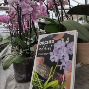 Orchid addict