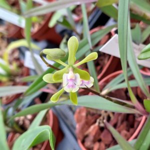 Epidendrum floribundum