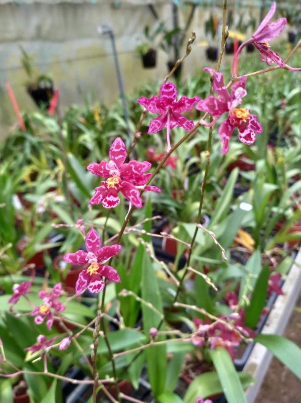 Oncidium Colibri