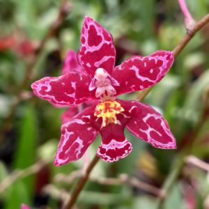 Oncidium Colibri
