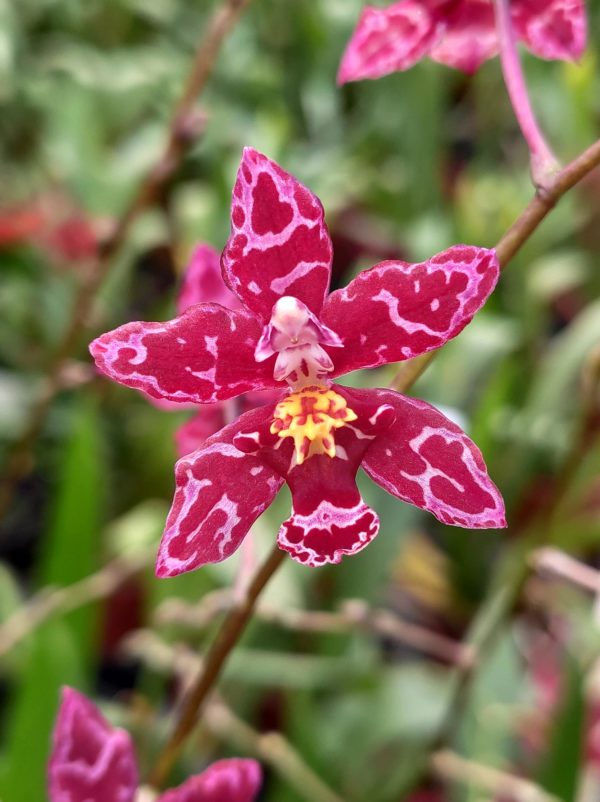 Oncidium Colibri
