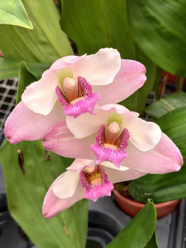 Bifrenaria harrisoniae