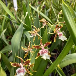 Colmanara 'Jungle Monarch'