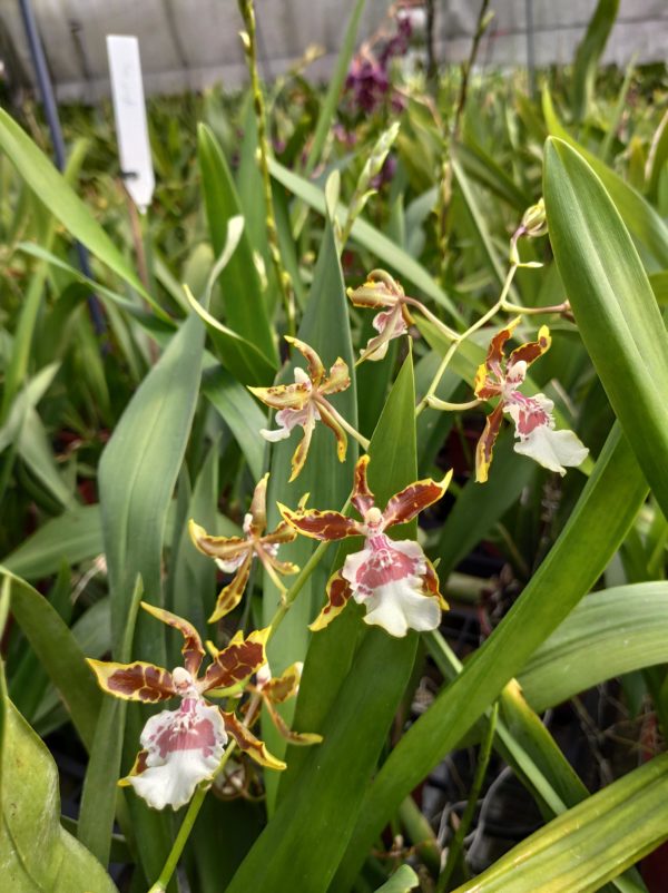Colmanara 'Jungle Monarch'