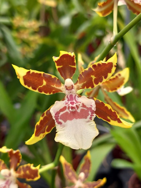 Colmanara 'Jungle Monarch'
