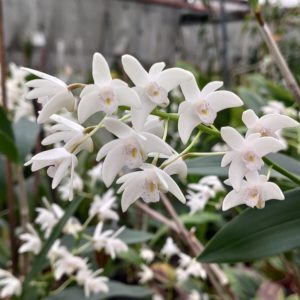 Dendrobium x delicatum