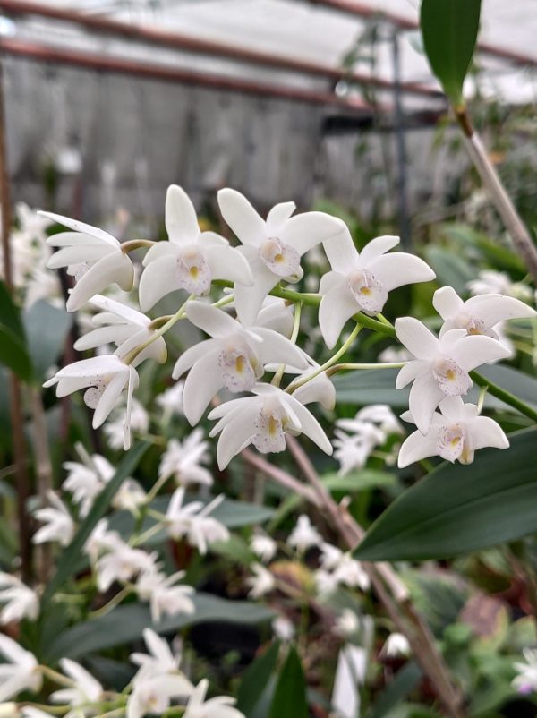 Dendrobium x delicatum