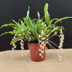 Pholidota chinensis