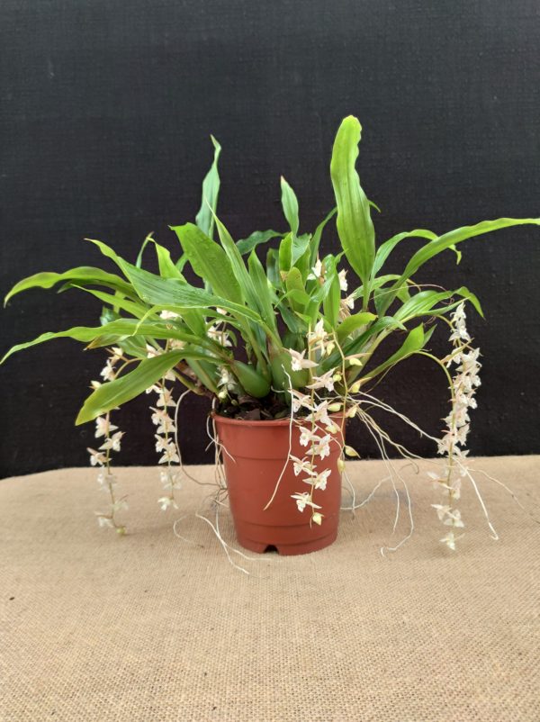 Pholidota chinensis