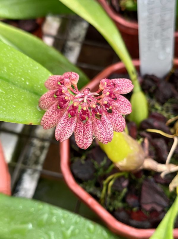 Bulbophyllum abbreviatum