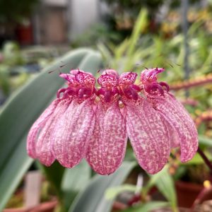 Bulbophyllum eberhardtii
