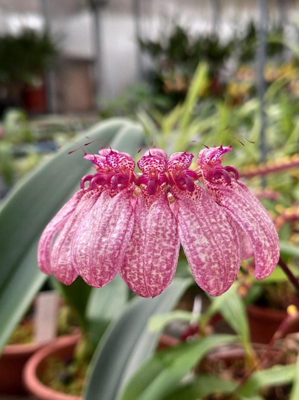 Bulbophyllum eberhardtii