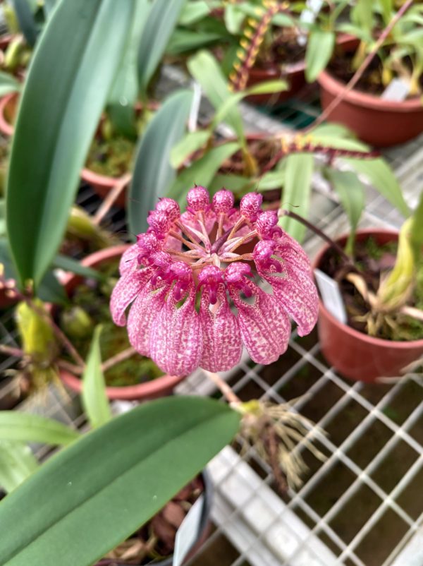 Bulbophyllum eberhardtii