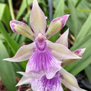 Zygonisia Rhein Bleu Angel