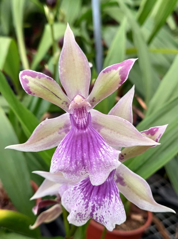 Zygonisia Rhein Bleu Angel