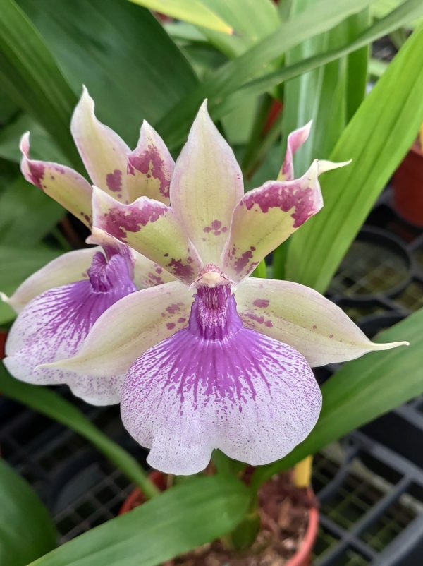 Zygonisia Rhein Bleu Angel – Image 2