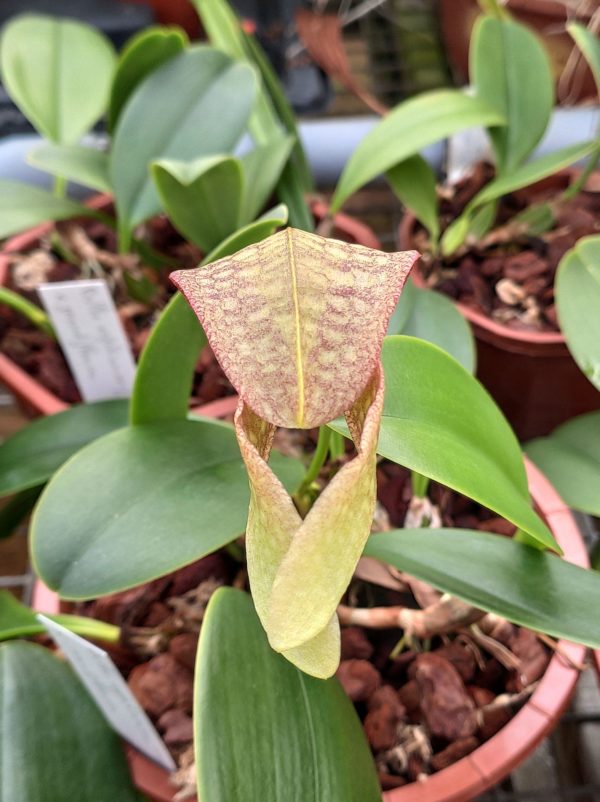 Bulbophyllum arfakianum X grandiflorum