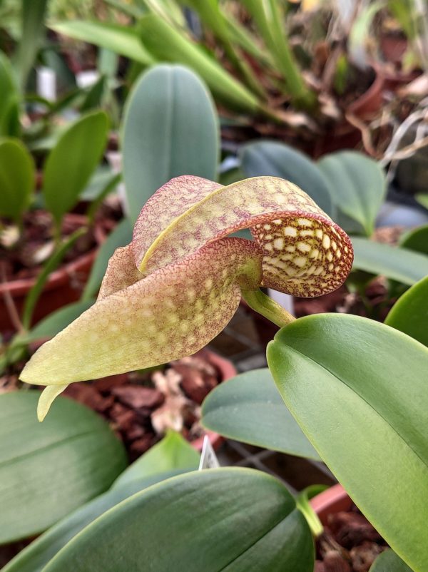 Bulbophyllum arfakianum X grandiflorum