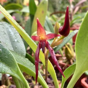 Bulbophyllum nymphopolitanum