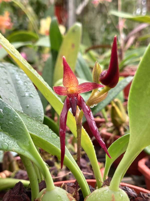 Bulbophyllum nymphopolitanum