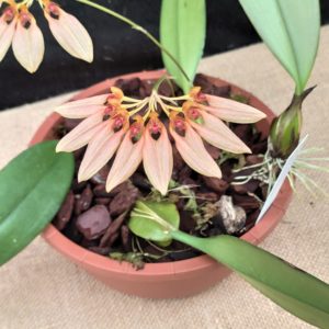 Bulbophyllum weberi