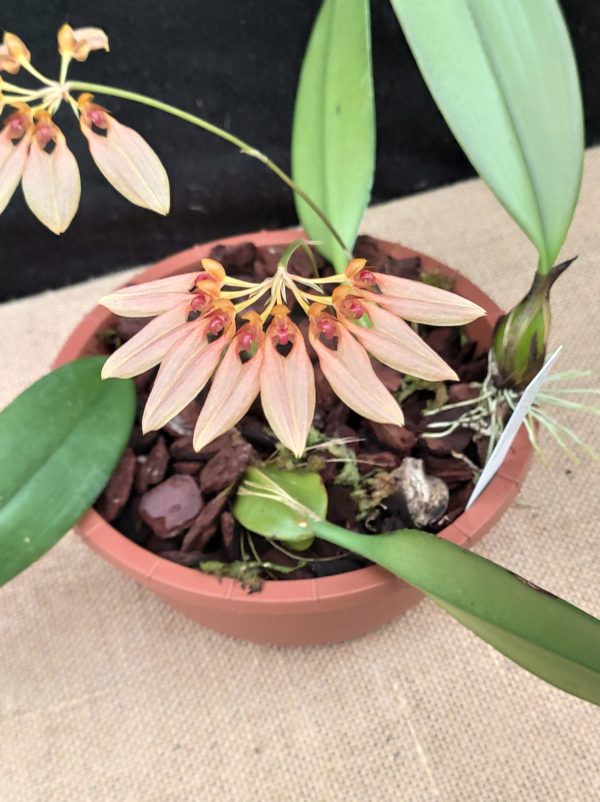 Bulbophyllum weberi