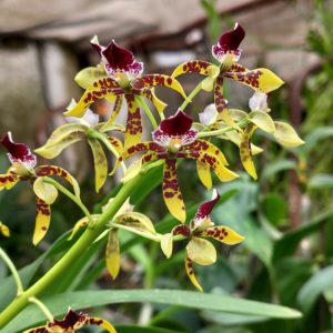 Epidendrum scriptum