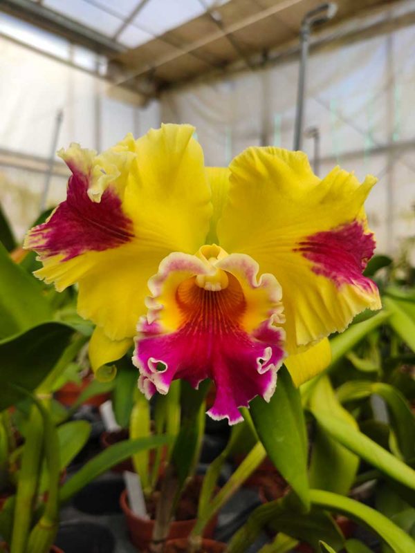 Rlc. Hwa Yuan Grace 'Cat King'