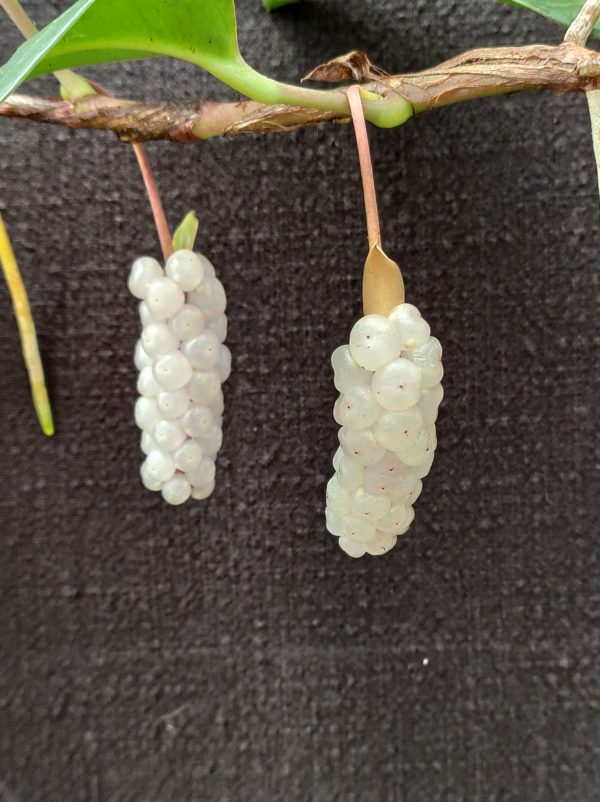 Anthurium obtusum – Image 2