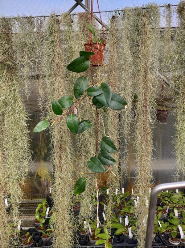 Anthurium obtusum