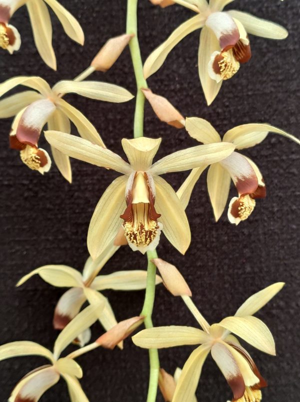 Coelogyne tomentosa – Image 3