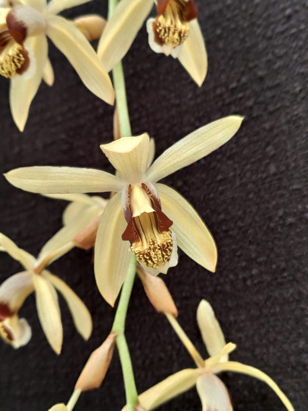 Coelogyne tomentosa – Image 2