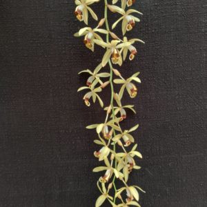 Coelogyne tomentosa