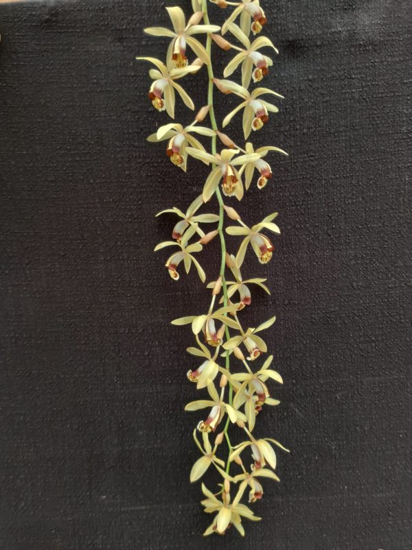 Coelogyne tomentosa