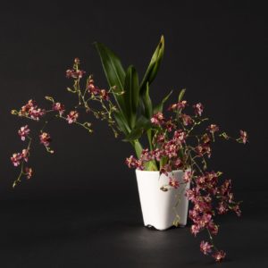 Oncidium Twinkle Red Fantaisy