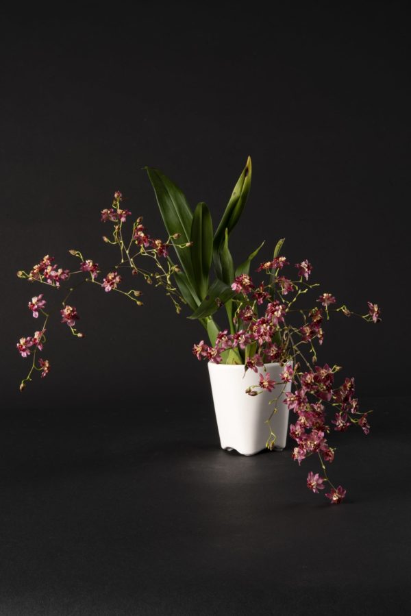 Oncidium Twinkle Red Fantaisy