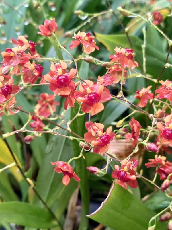 Oncidium Twinkle Red Fantasy