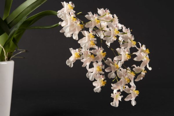 Oncidium Twinkle Soft Pink