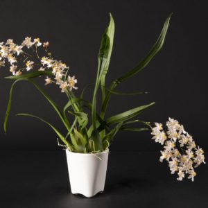 Oncidium Twinkle Soft Pink