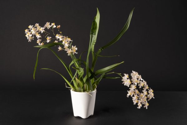 Oncidium Twinkle Soft Pink