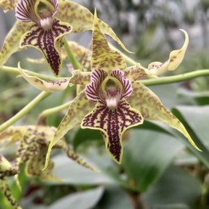 Dendrobium alexandrae X polysema