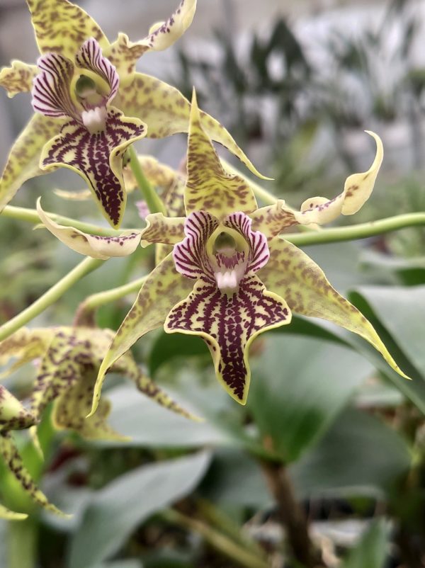 Dendrobium alexandrae X polysema